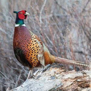 Meet your Posher, Kiesen